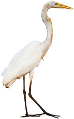Clipped Great White Egret on transparent background.