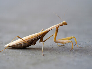Mantis religiosa Praying mantis european mantis 