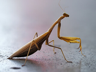 Mantis religiosa Praying mantis european mantis 