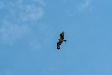 Osprey Flying In A Blue Sky