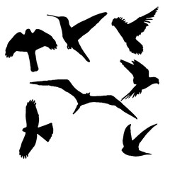 silhouettes of birds