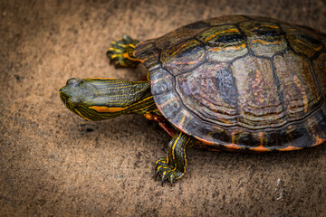 Photograph of a beautiful turtle.	