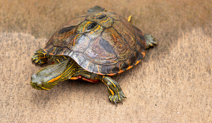 Photograph of a beautiful turtle.	
