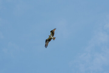 Osprey Flying In A Blue Sky
