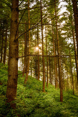 Sunray light coming through pine trees, forest in England, UK