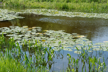 Water Lilies Growing On A Small Pond In June