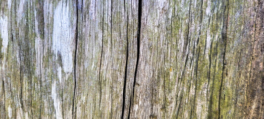 Obraz premium rustic old wooden log with texture