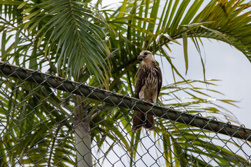 snail hawk (Rostrhamus sociabilis) with snail in beak in selective focus