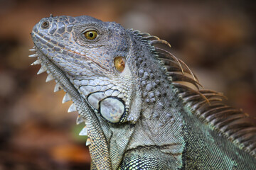 Wild iguana walking around in the wood in Key Largo, Florida (head and neck)