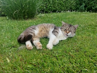 Cute mongrel cat lying on the grass
