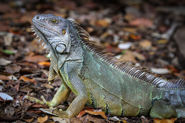 Fototapeta premium Wild iguana walking around in the wood in Key Largo, Florida (body)