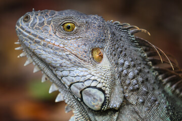 Wild iguana walking around in the wood in Key Largo, Florida (head)