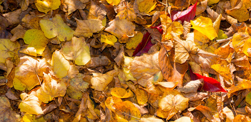 fallen yellow leaves for background.autumn background