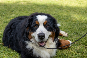 beautiful black and white brown dog. Adult specimen of Bernese Mountain Dog.