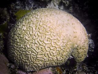 Naklejka na ściany i meble Close-up of Large Brain Coral on the Ocean Floor in Islamorada Florida