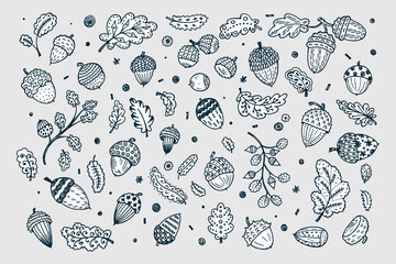 Forest autumn collection. Ornamental Acorns and oak leaves vector set. Hand drawn doodle acorn, leaf, oak - vector illustration © AllNikArt