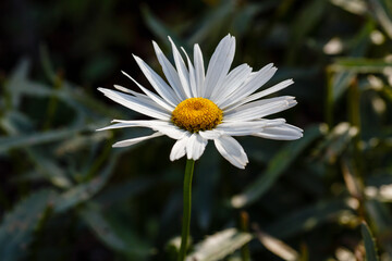 Fototapeta premium Leucanthemum vulgare( lat. Leucanthemum vulgare ), big white daisy close up