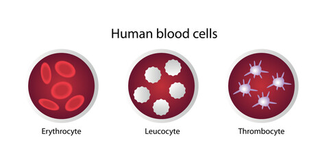 Human blood cells. Erythrocyte, leucocyte, thrombocyte