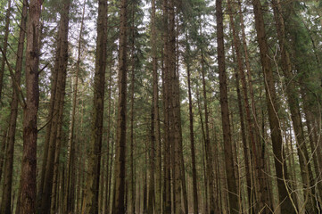 Spruce forest in early spring day