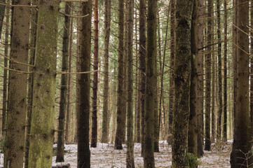 Spruce forest in early spring. The ground is covered with melting dirty snow