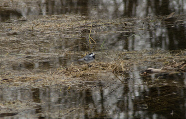 Photo of a small wagtail that stands on the surface of a swamp flooded with meltwater