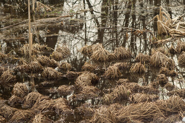 A swamp with dead last year's grass covered with meltwater.