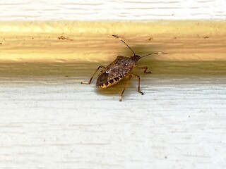 brown marmorated stink bug