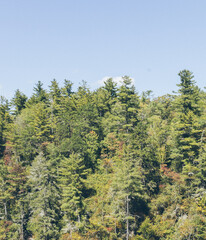 forest in early autumn