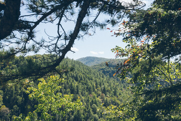 landscape with tree