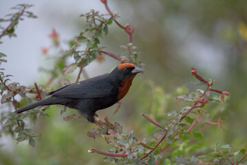 pássaro garibaldi (Chrysomus ruficapillus)