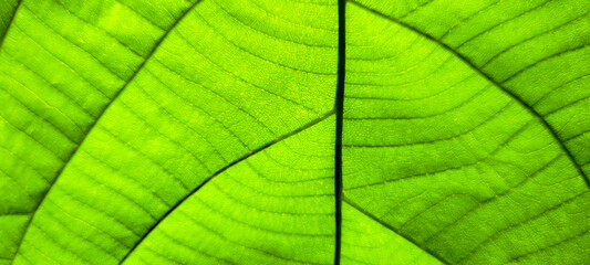 Fototapeta na wymiar tropical green foliage with abstract lines