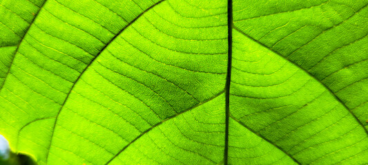 tropical green foliage with abstract lines