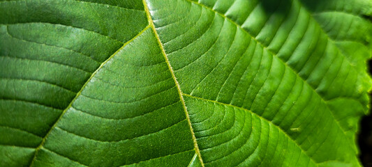 tropical green foliage with abstract lines