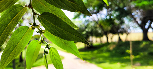 tropical green foliage with abstract lines