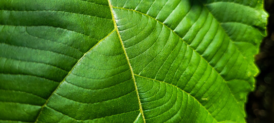 tropical green foliage with abstract lines