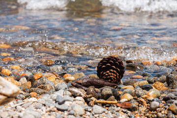 Pine cones floating to the lake