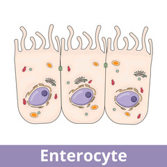 Enterocyte. Intestinal absorptive cells, are simple columnar epithelial cells which line the inner surface of the small and large intestines.