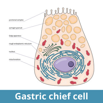 what is a gastric gland