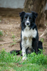 Border Collie dog sitting looking at the camera. vertical format