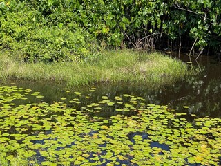 pond with flowers