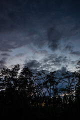 evening landscape silhouette of trees and stormy low sky - 536442559