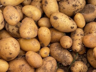 potatoes on the market