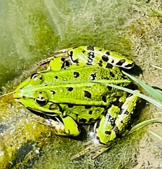 frog in the pond