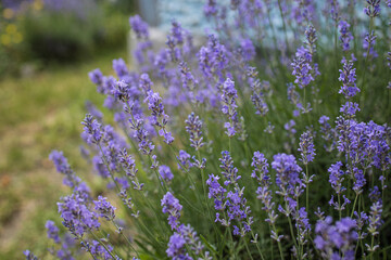Lavender bushes closeup on sunset.. Field of . flower field, image for natural background.Very nice view of the lavender fields - 536442714