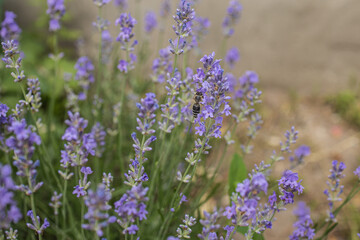 Lavender bushes closeup on sunset.. Field of . flower field, image for natural background.Very nice view of the lavender fields