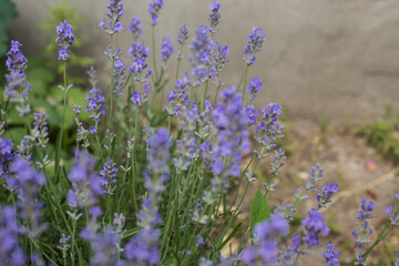 Lavender bushes closeup on sunset.. Field of . flower field, image for natural background.Very nice view of the lavender fields