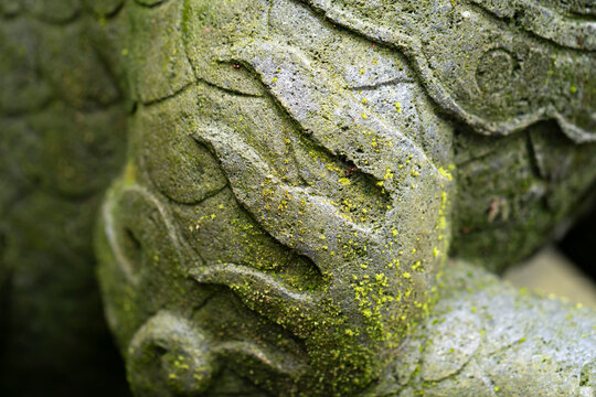 Stone texture with moss in tropical climate
