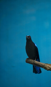 Bird in Blue Wall