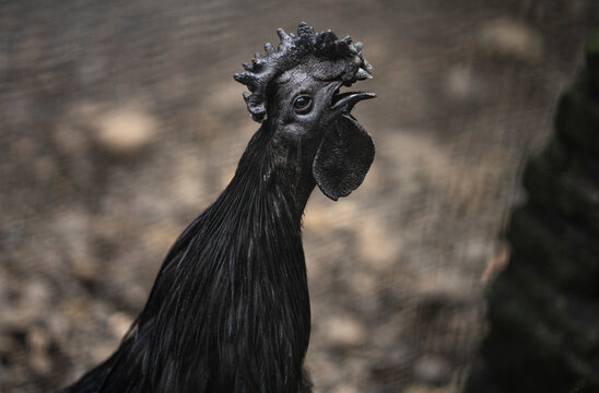 Cemani Chicken All Black Chicken