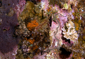 A yellow Ornate ghost pipefish Boracay Philippines